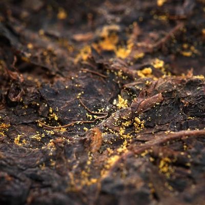 Долгосрочный срок горячего официального чая Шэньси Производители рассеянного черного чая Прямые продажи с большими уступками